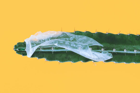 Geplatztes Kondom über Kaktus stecken geblieben
